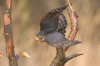 krogulec