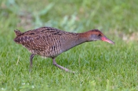 Lewinia striata wodnik rdzawogłowy