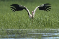 bocian biały Ciconia ciconia