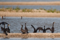 kormoran czarny