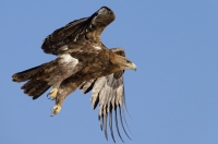 Orzeł stepowy Aquila nipalensis