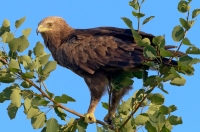orlik krzykliwy