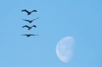 kormoran czarny