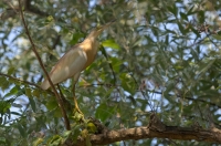 czapla modronosa