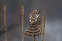 krogulec