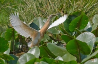 czapla modronosa