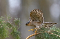 krogulec