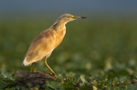 czapla modronosa