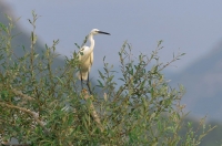 czapla nadobna