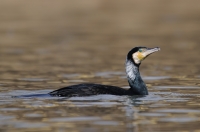 kormoran czarny