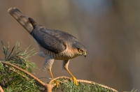 krogulec