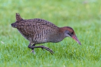 Wodnik rdzawogłowy Lewinia striata