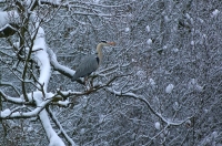 czapla siwa
