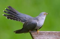 kukułka