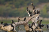kormoran mały i kormoran czarny