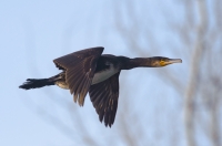 kormoran czarny