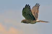 błotniak łąkowy