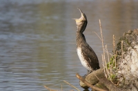 kormoran czarny