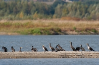 kormoran czarny